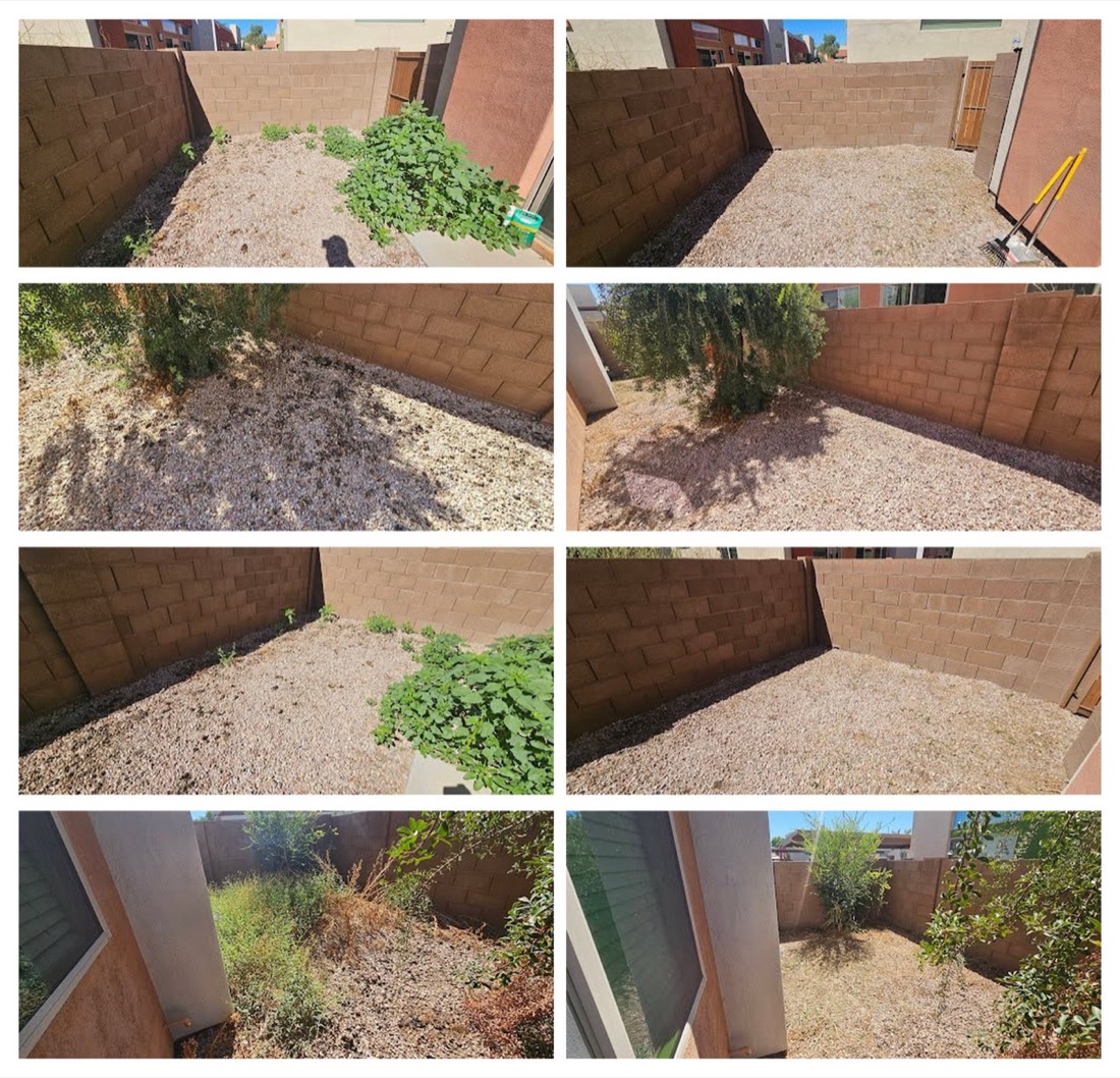 Weeds pulled from a Chandler rock side yard